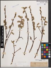 Foto von Salix caprea L.